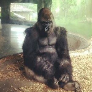 Meet your Posher, Savanah